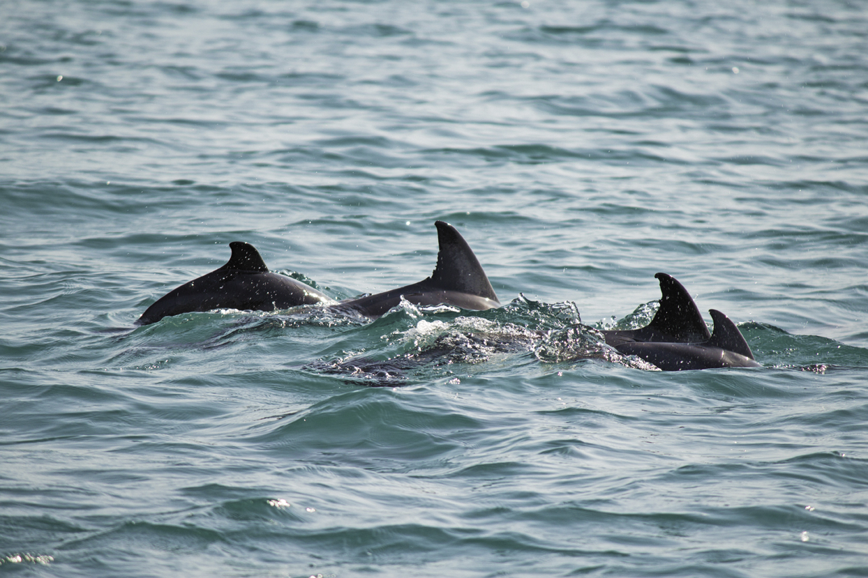 Atlantische Fleckendelfine sind im Atlantik vor den Azoren beheimatet