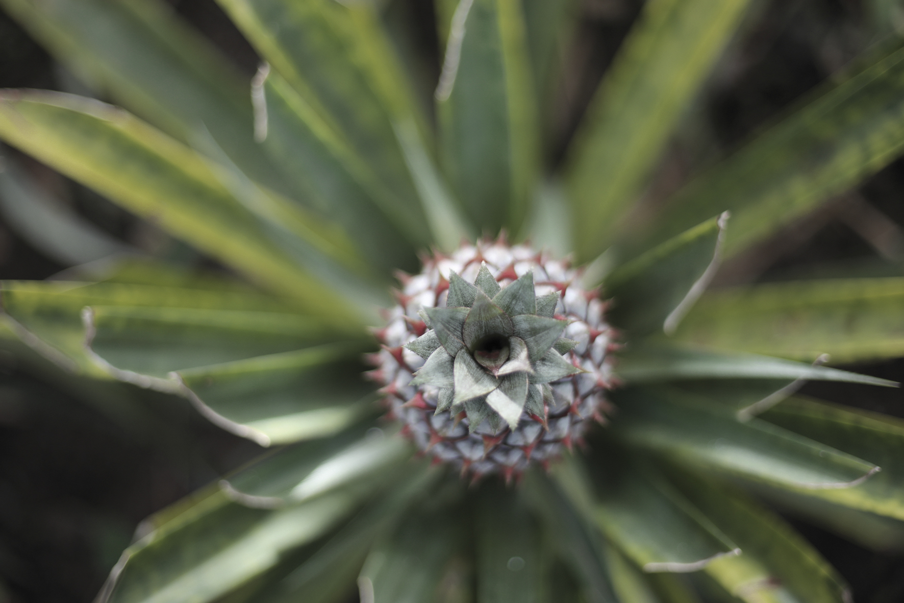 Die Ananas dos Açores wird ausschliesslich auf der Insel São Miguel angebaut