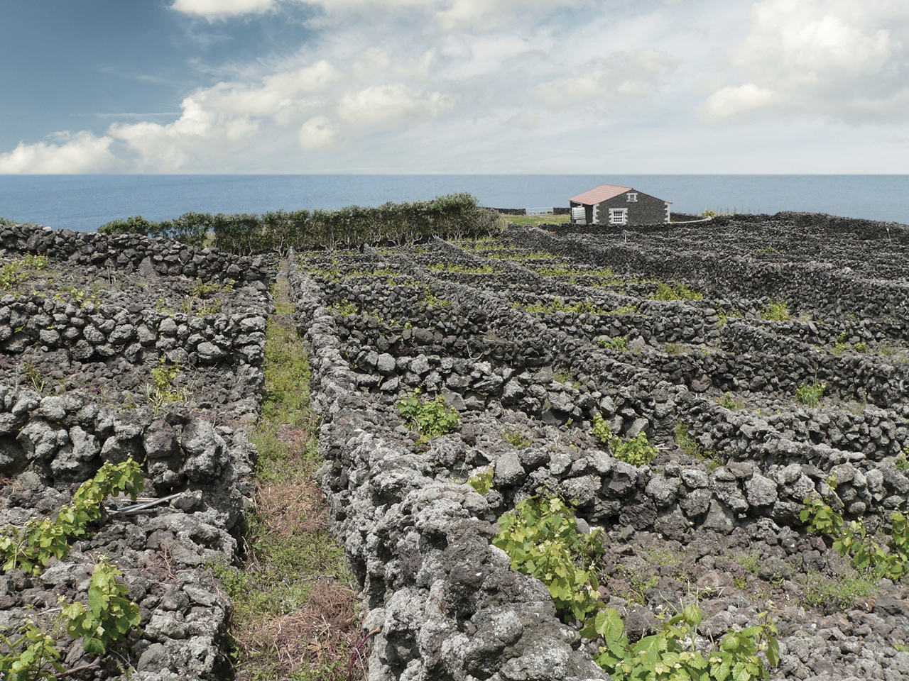 Alte Weinanbauparzellen, von typischen schwarzen Trockensteinmauern umgeben