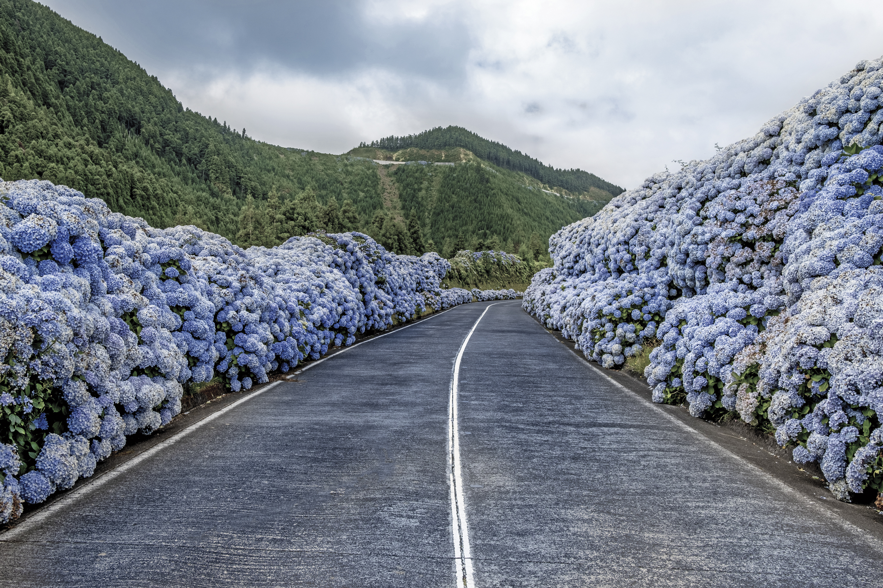 Die berühmte Strasse der Hortensien, Sete Cidades, Insel São Miguel