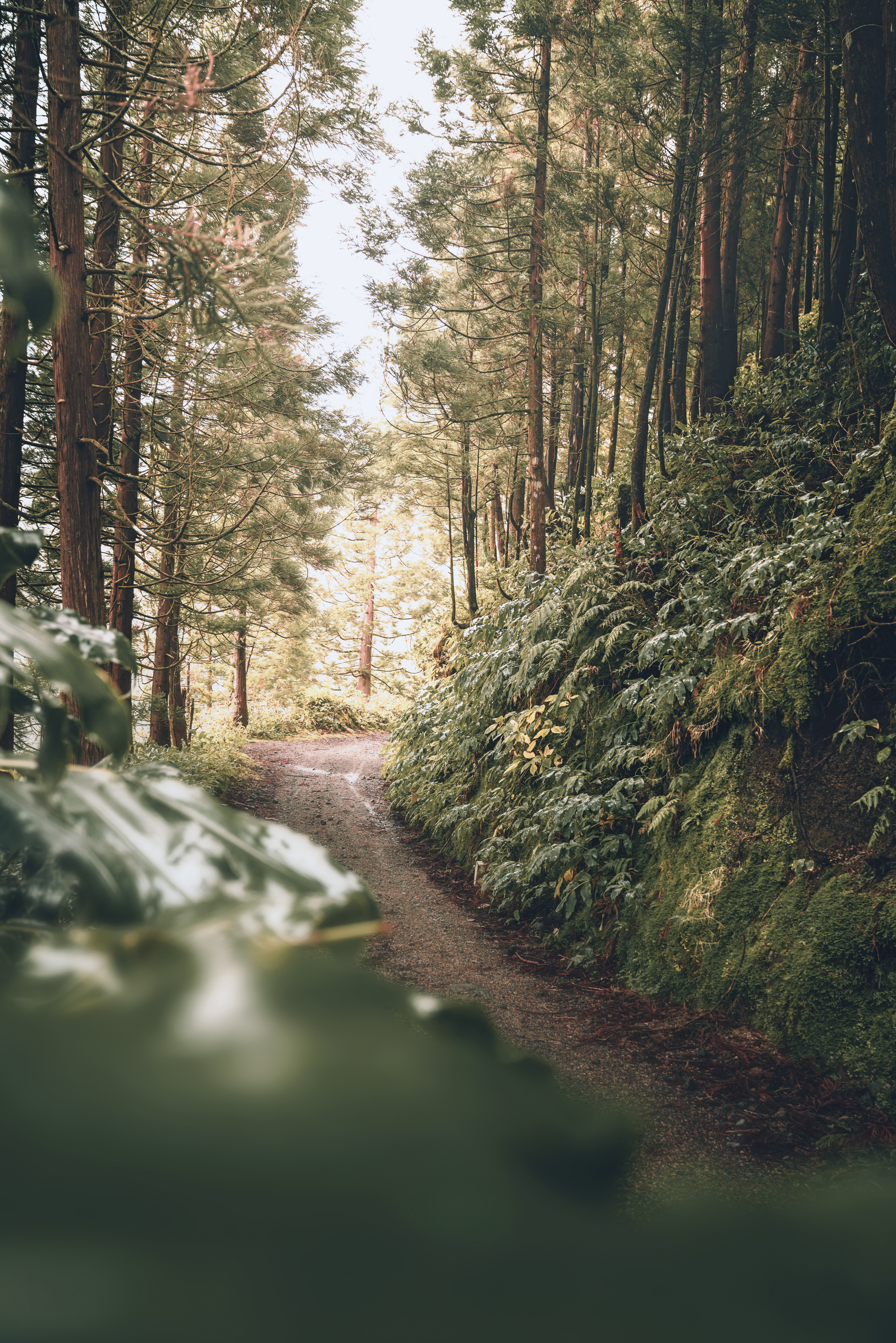 Wanderweg auf der Azoren-Insel São Miguel 