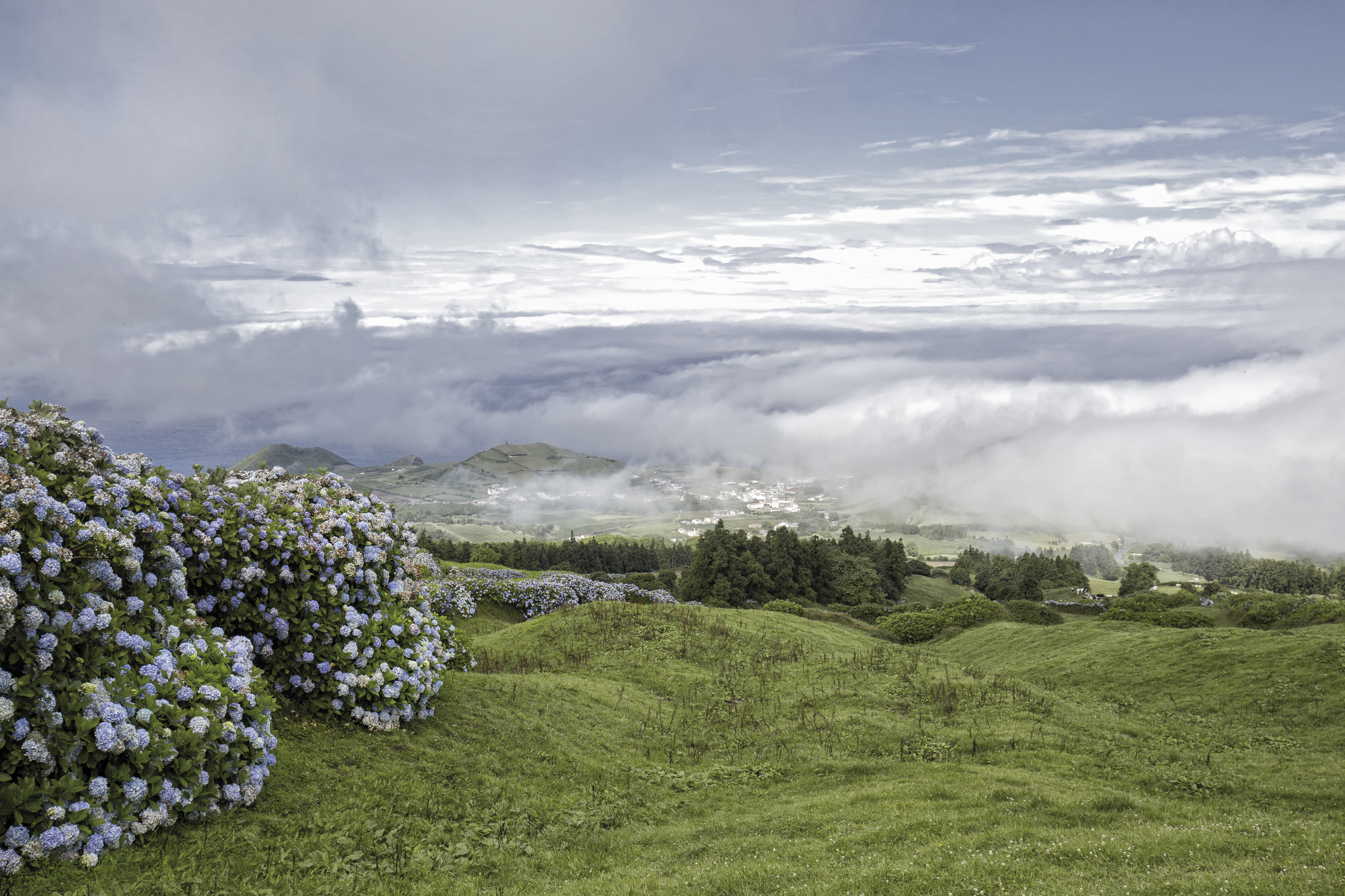 Blaue Hortensienhecken säumen Weiden und Strassen auf São Miguel