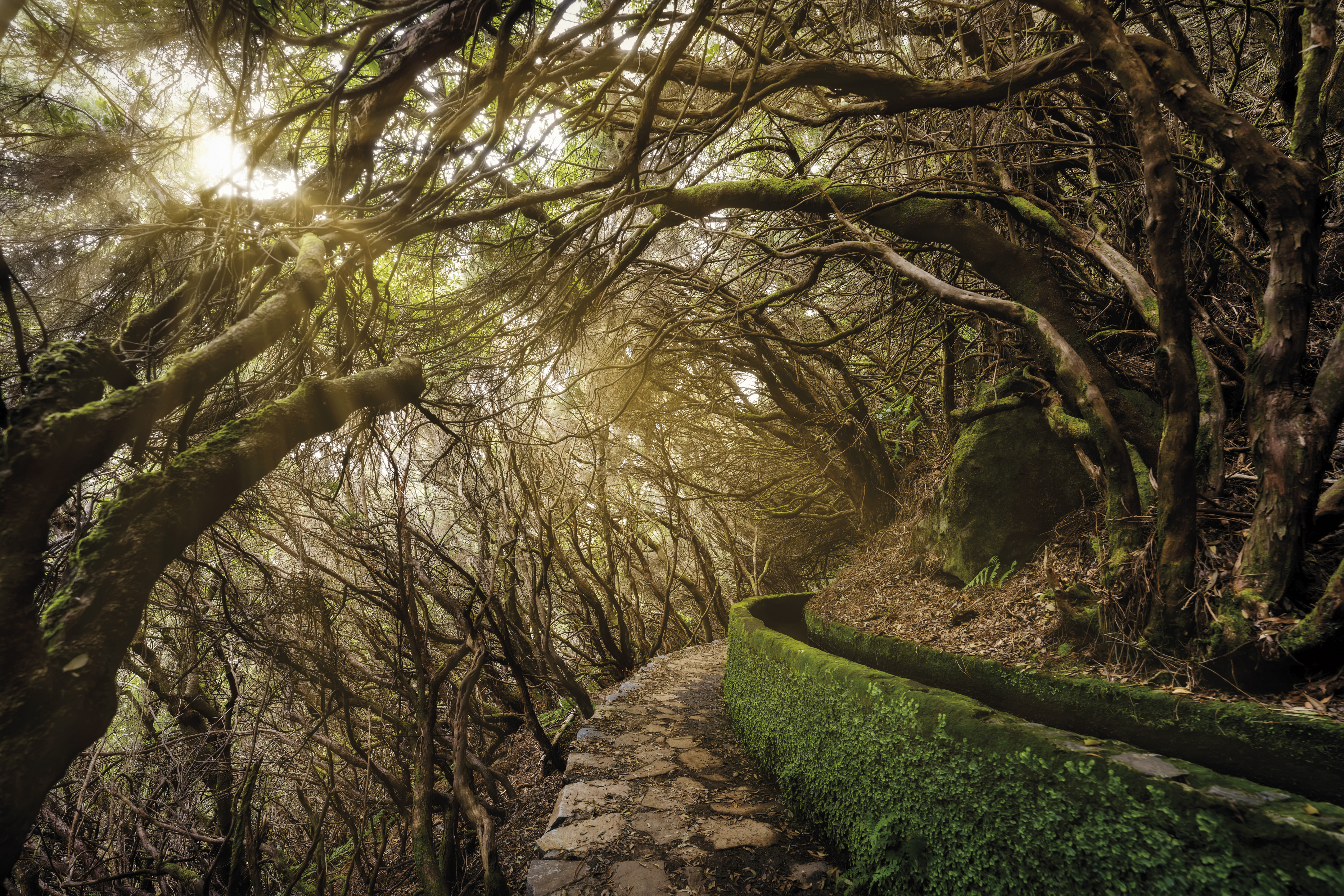 Natur der Insel Madeira 