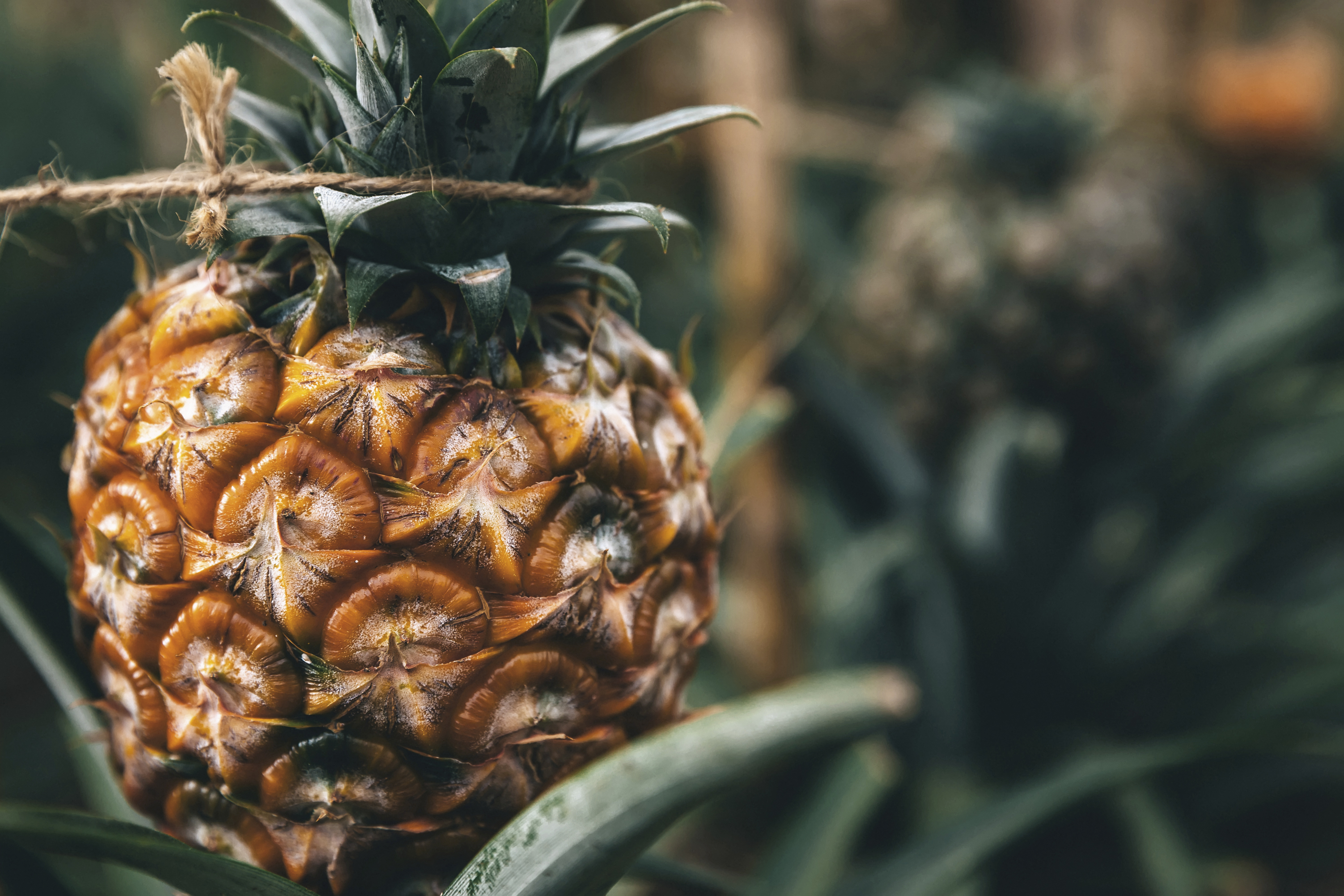 Die beliebte Ananas wird auf den Azoren gezüchtet
