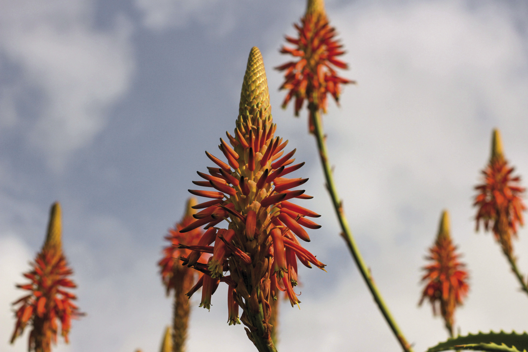 Blühende Aloe-Vera-Pflanze direkt am Strassenrand auf der Insel Terceira, Azoren 