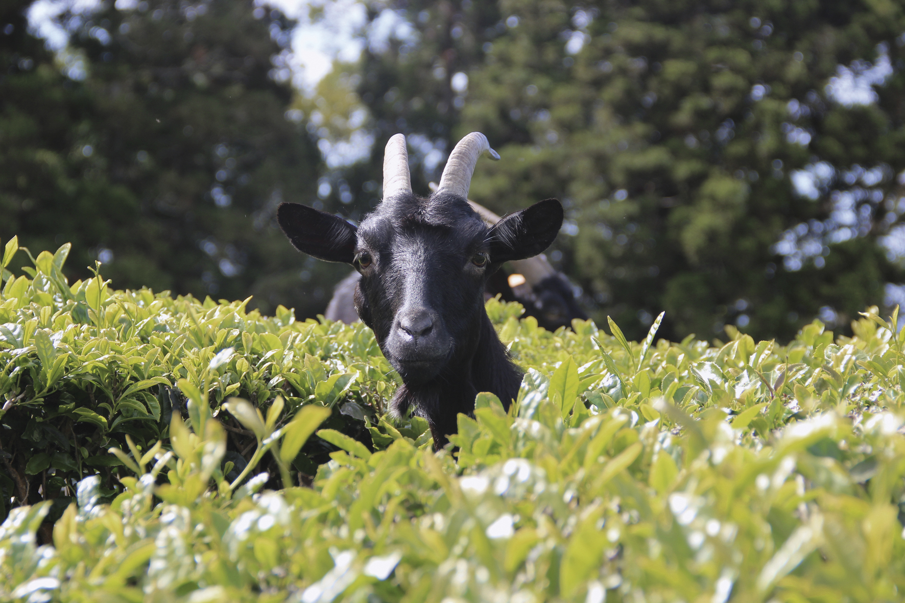 Eine Ziege versteckt sich in den Plantagen einer Teefabrik auf der Insel São Miguel