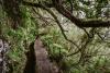 Die Levada do Caldeirão Verde 